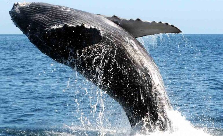 Hallan en ballenas un respiro contra el cambio climático
