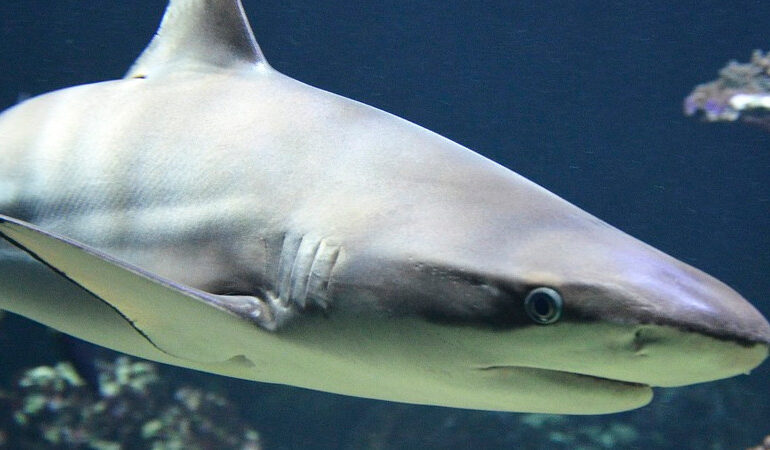 Surfista es mordido por tiburón en Florida