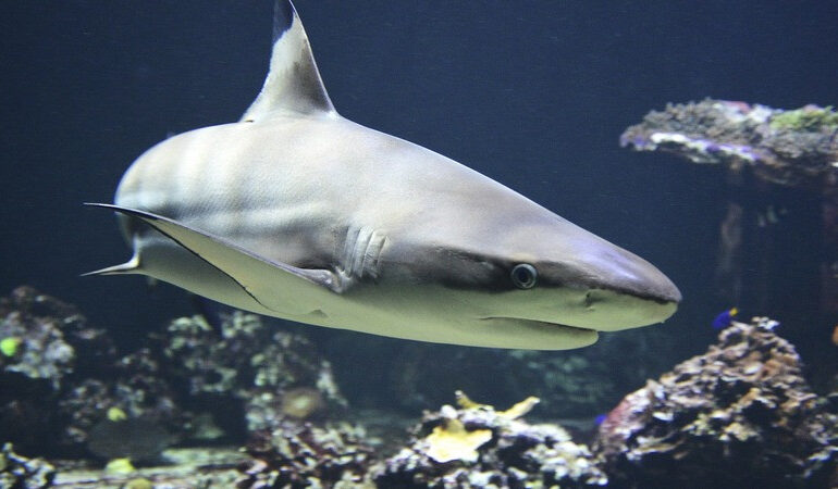 Joven muere por ataque de tiburón en zona de práctica de surf, Australia